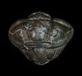 Enrolled Flexicalymene Trilobite From Ohio #10863-1
